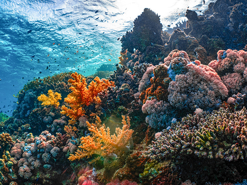Coral Reef in the Red Sea